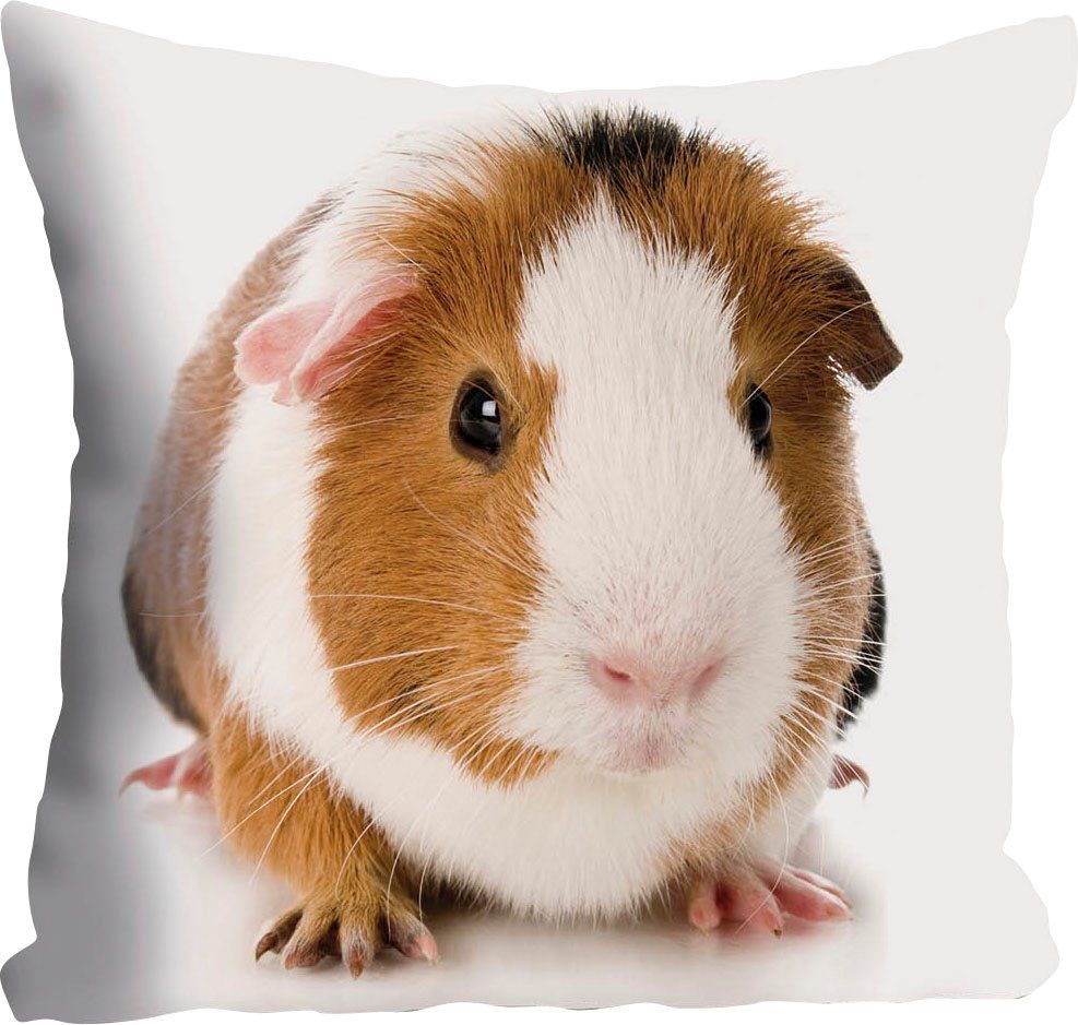 queence Sierkussen Malte Kussenhoes, cavia, dierenmotief, schattig, huisdier, speels (1 stuk)