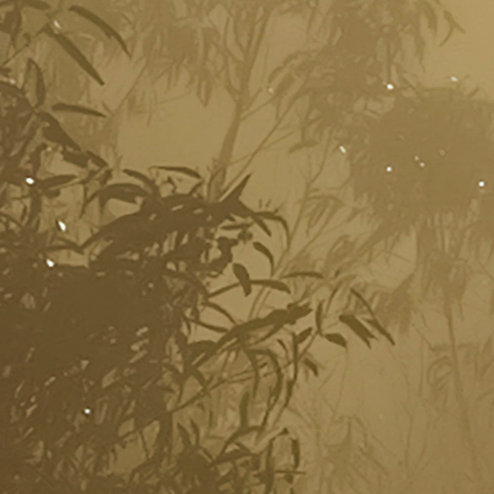 Komar Fotobehang Digitale print vlies - Foggy Sunshine - Afmeting 400 x 250 cm (1 stuk)