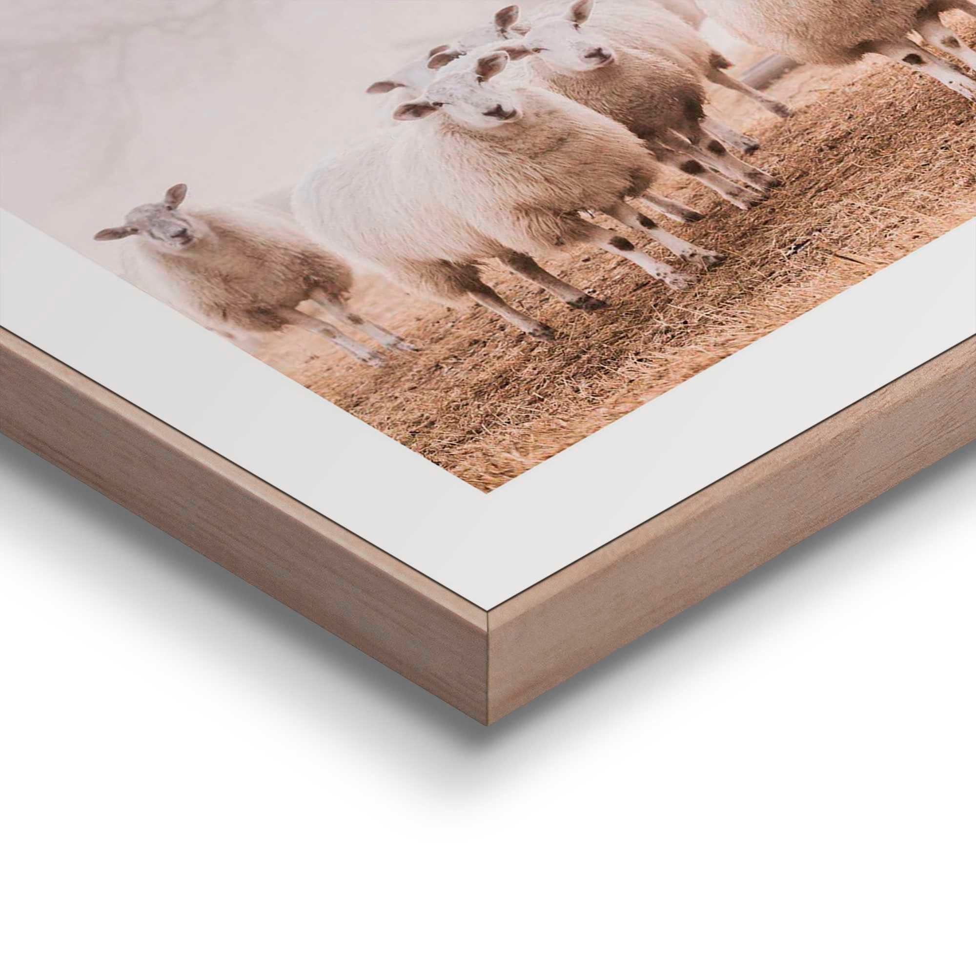 Reinders! Poster Schapen in de mist