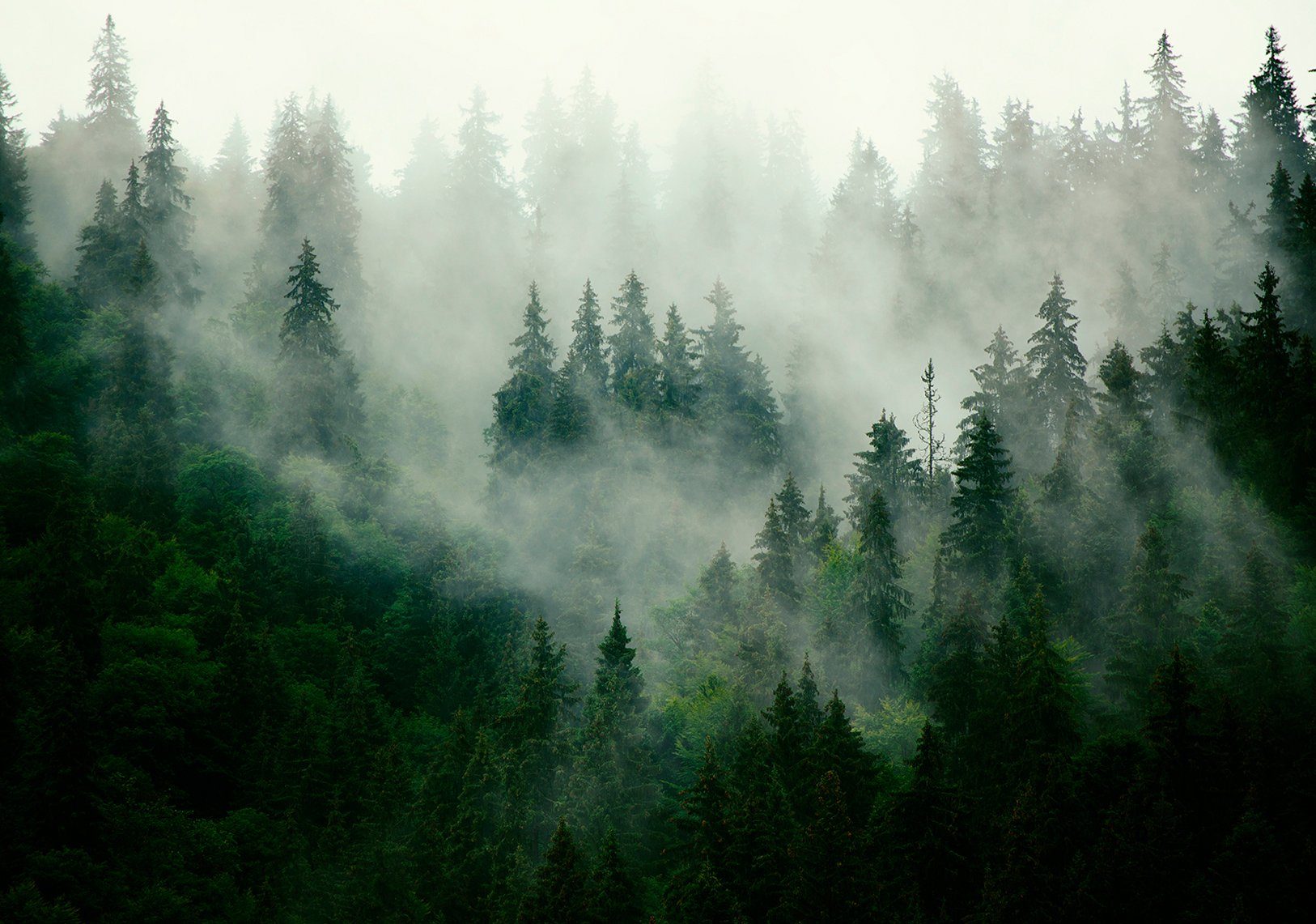 Consalnet Papierbehang Bomen mist in verschillende maten