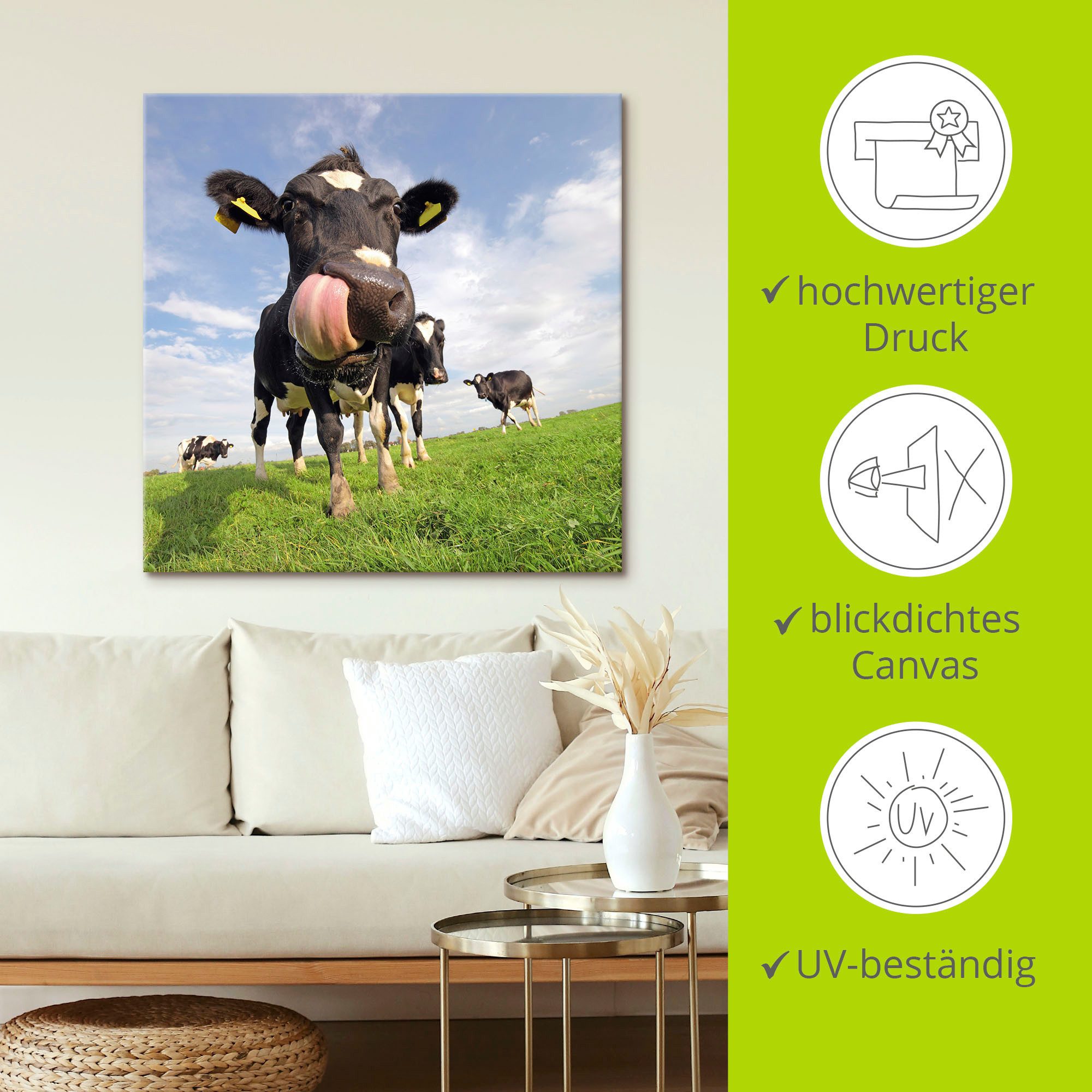 Artland Artprint Holstein-koe met enorme tong als artprint van aluminium, artprint voor buiten, artprint op linnen, poster, muursticker