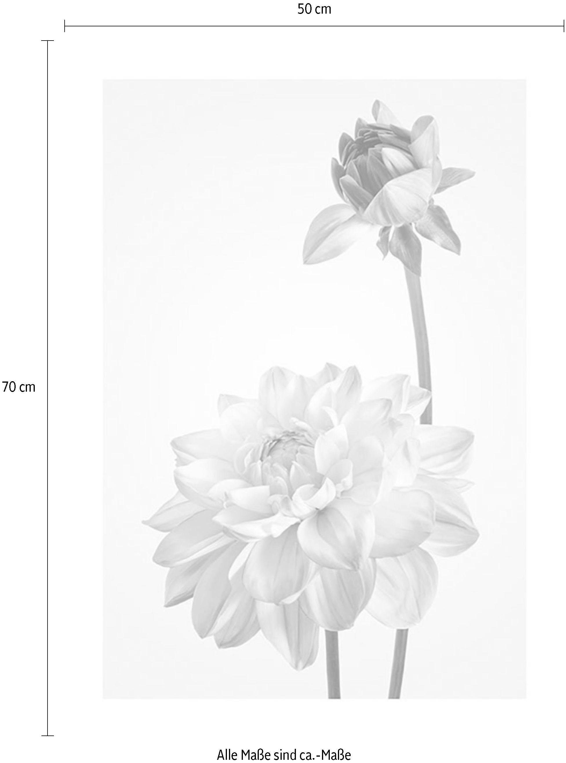 Komar Wanddecoratie Dahlia Wanddecoratie - zonder lijst (1 stuk)