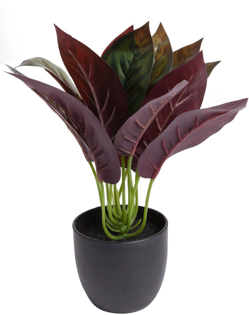 Botanic-Haus Kunst-potplanten Calathea (1 stuk)