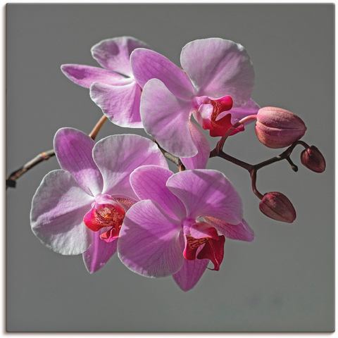 Artland artprint Orchideentraum