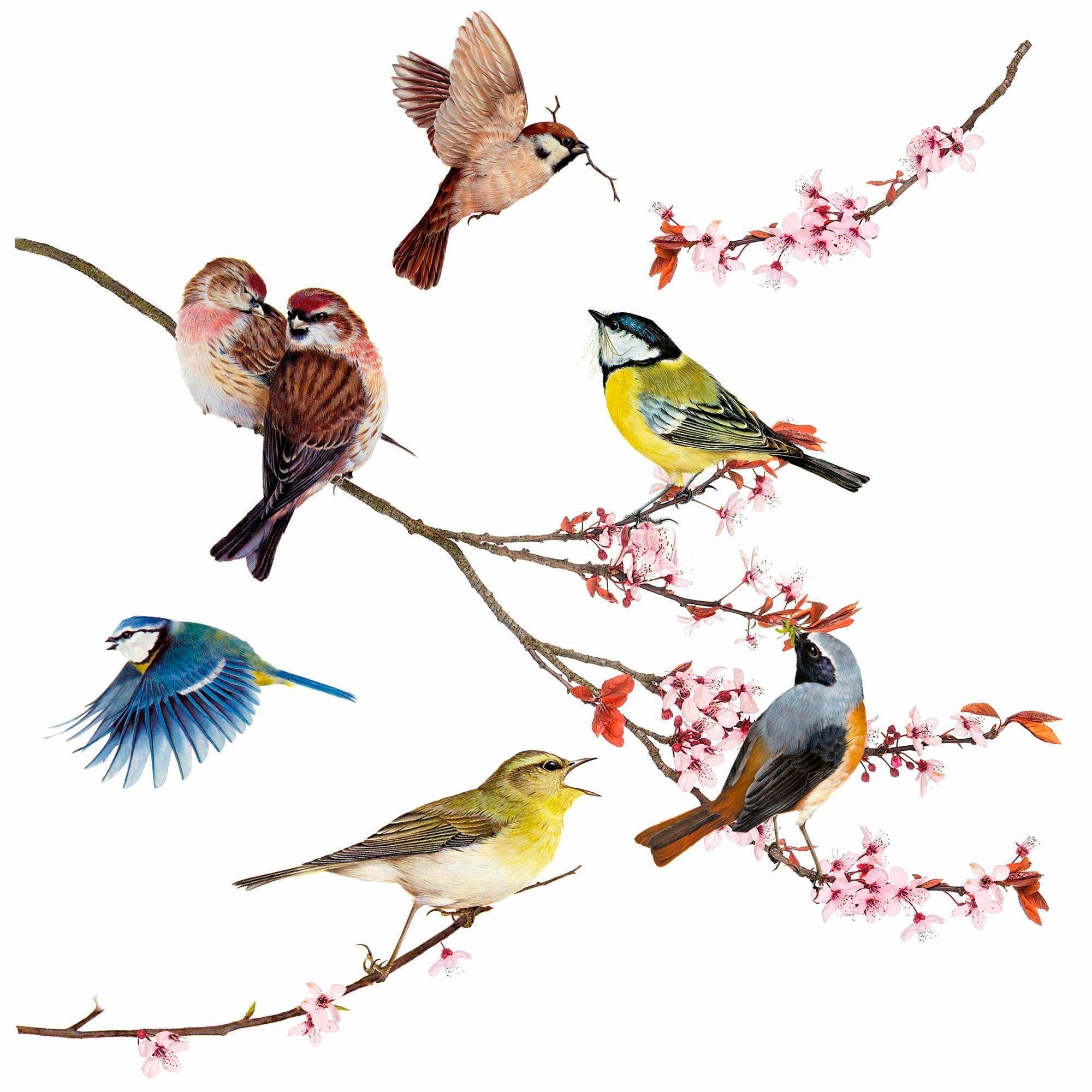 Komar Raamdecoratie Vogels 31x31 cm, zelfklevend (12 stuks)