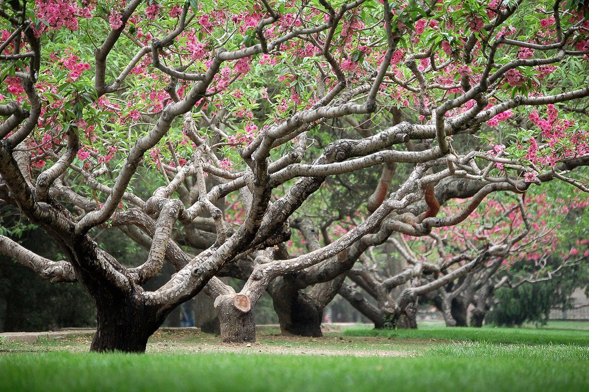 Papermoon Fotobehang Frühlingspfirsichbäume