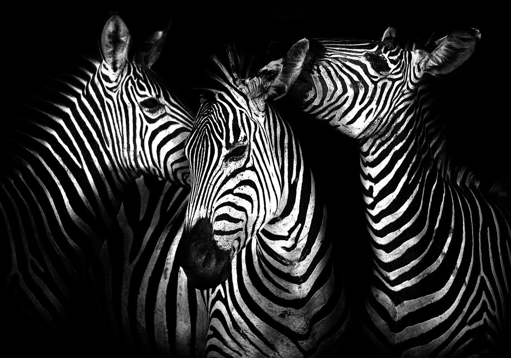 Consalnet Papierbehang Zebra in verschillende maten