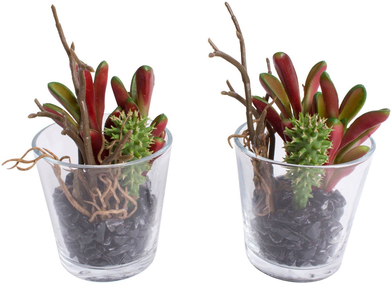 Botanic-Haus Kunst-potplanten Vetplanten arrangement in het glas (set, 2 stuks)