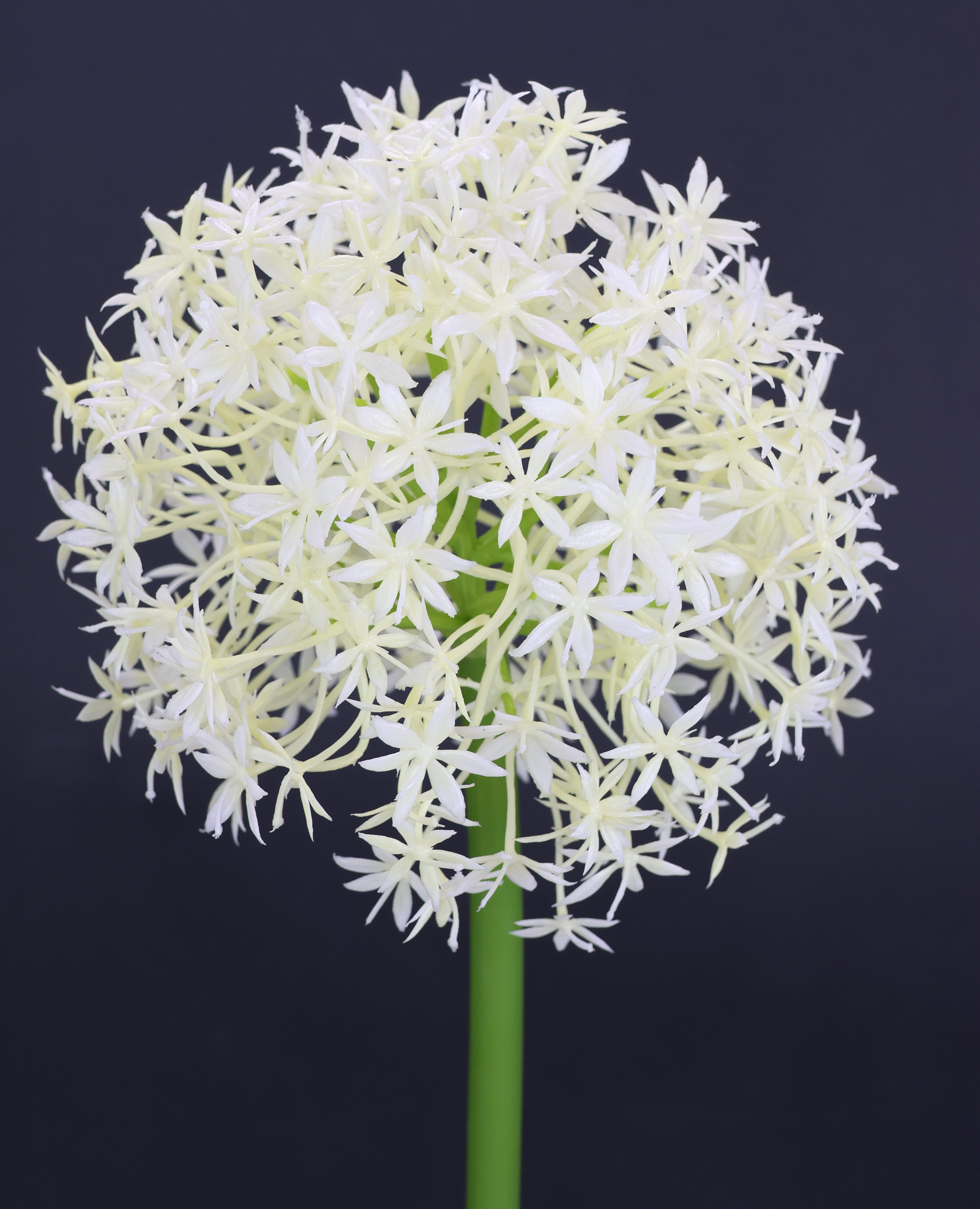 I.GE.A. Kunstbloem Allium sierlook Stelenbloem kunstbloemen(2 stuks)