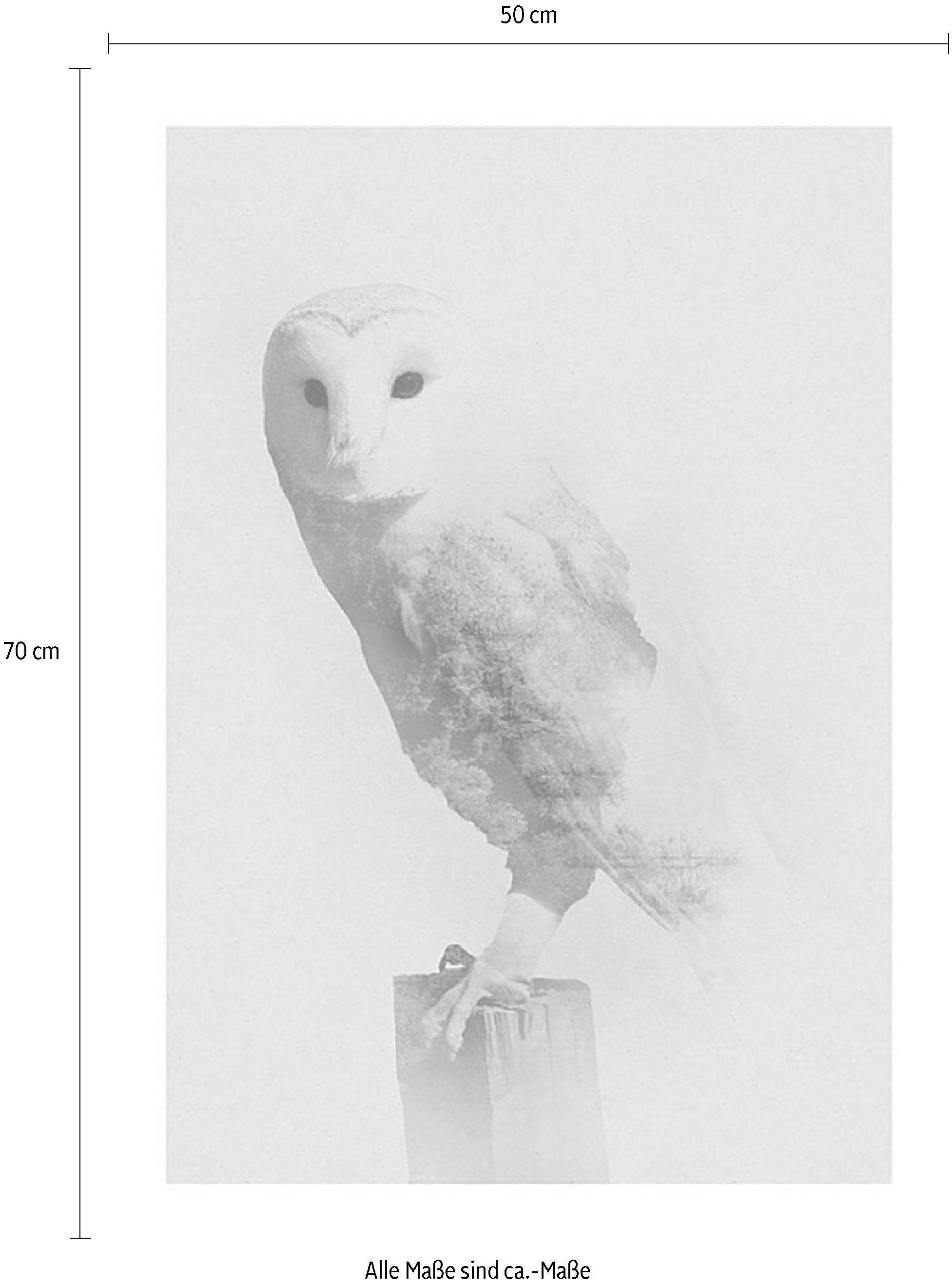 Komar Wanddecoratie Animals forest Owl Wanddecoratie - zonder lijst (1 stuk)