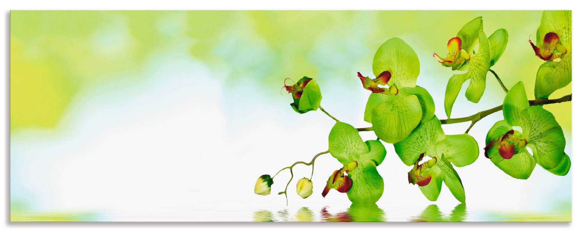 Artland Keukenwand Mooie orchidee met groene achtergrond zelfklevend in vele maten - spatscherm keuken achter kookplaat en spoelbak als wandbescherming tegen vet, water en vuil - a