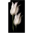 artland artprint witte tulpen in de nacht in vele afmetingen  productsoorten - artprint van aluminium - artprint voor buiten, artprint op linnen, poster, muursticker - wandfolie ook geschikt voor de badkamer (1 stuk) zwart