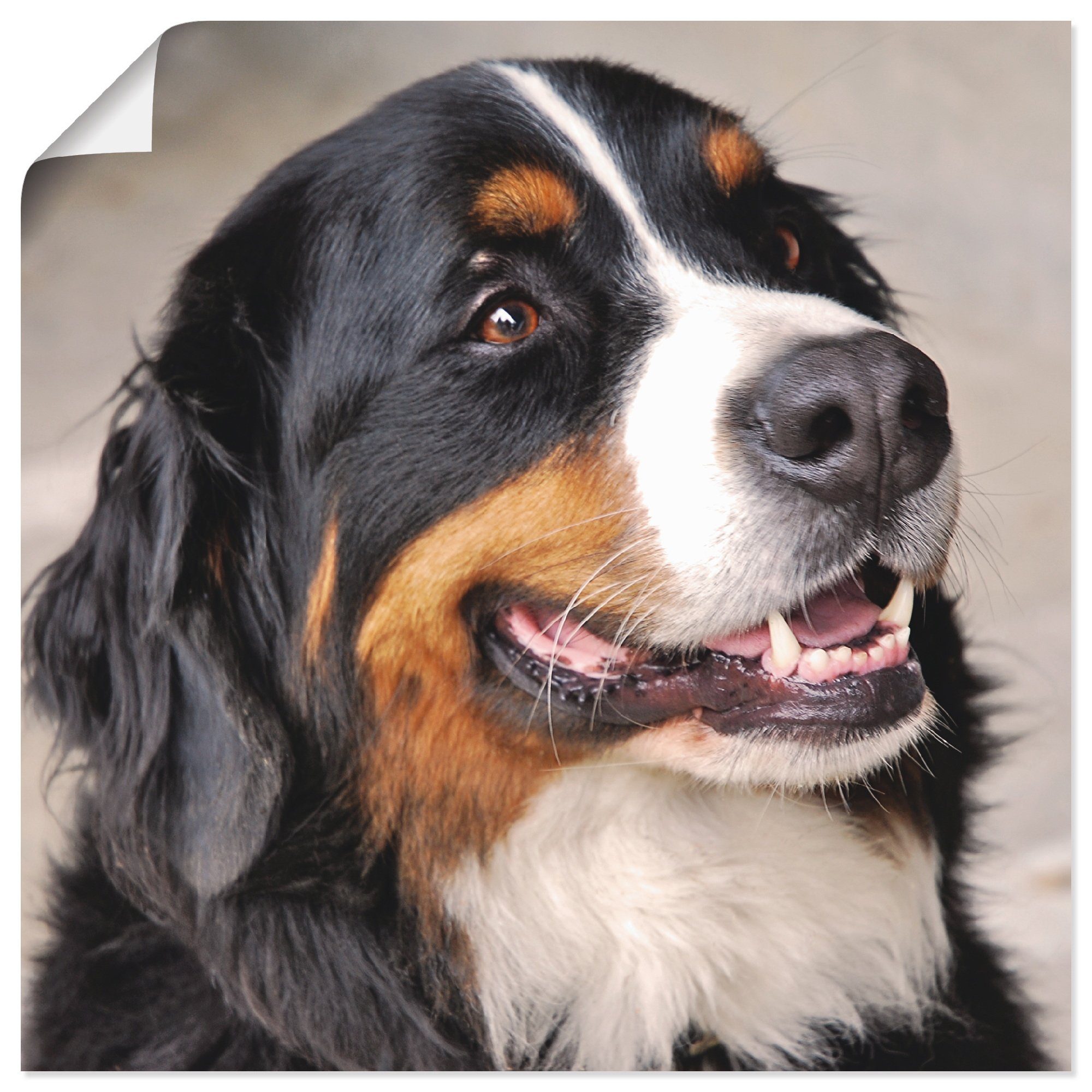Artland Artprint Berner sennenhond als poster, muursticker in verschillende maten