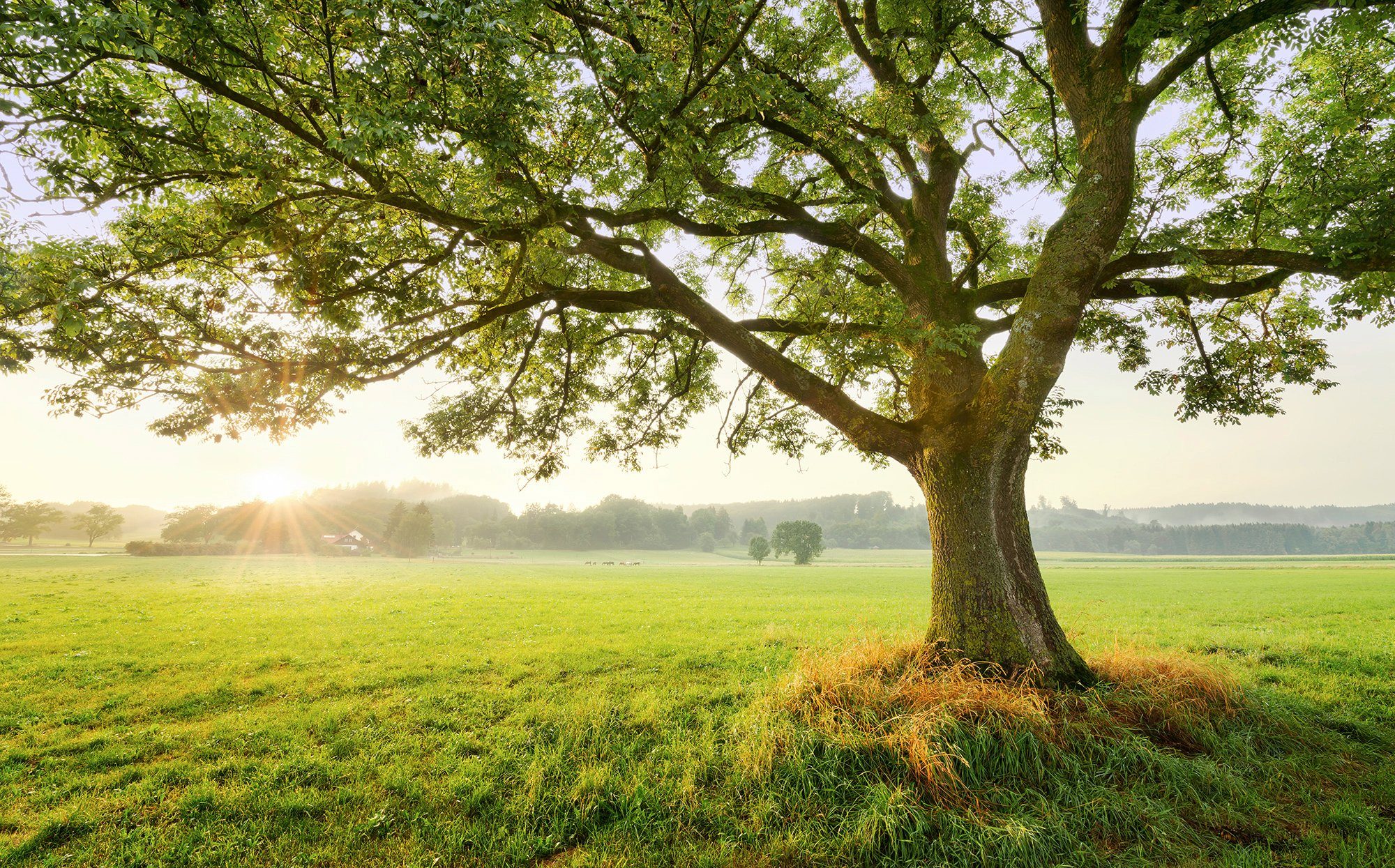 Komar fotobehang The Magic Tree