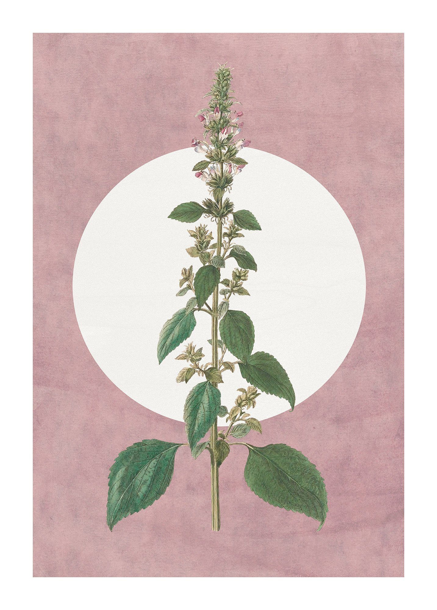 Komar Wanddecoratie Menthe en Croissance Wanddecoratie - zonder lijst (1 stuk) deurposters multicolor