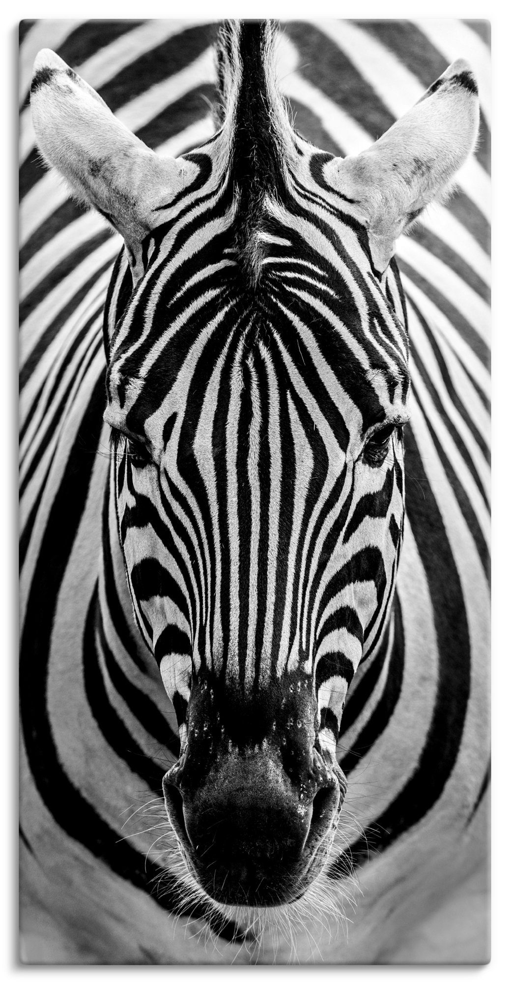Artland Artprint Zebra in vele afmetingen & productsoorten - artprint van aluminium / artprint voor buiten, artprint op linnen, poster, muursticker / wandfolie ook geschikt voor de