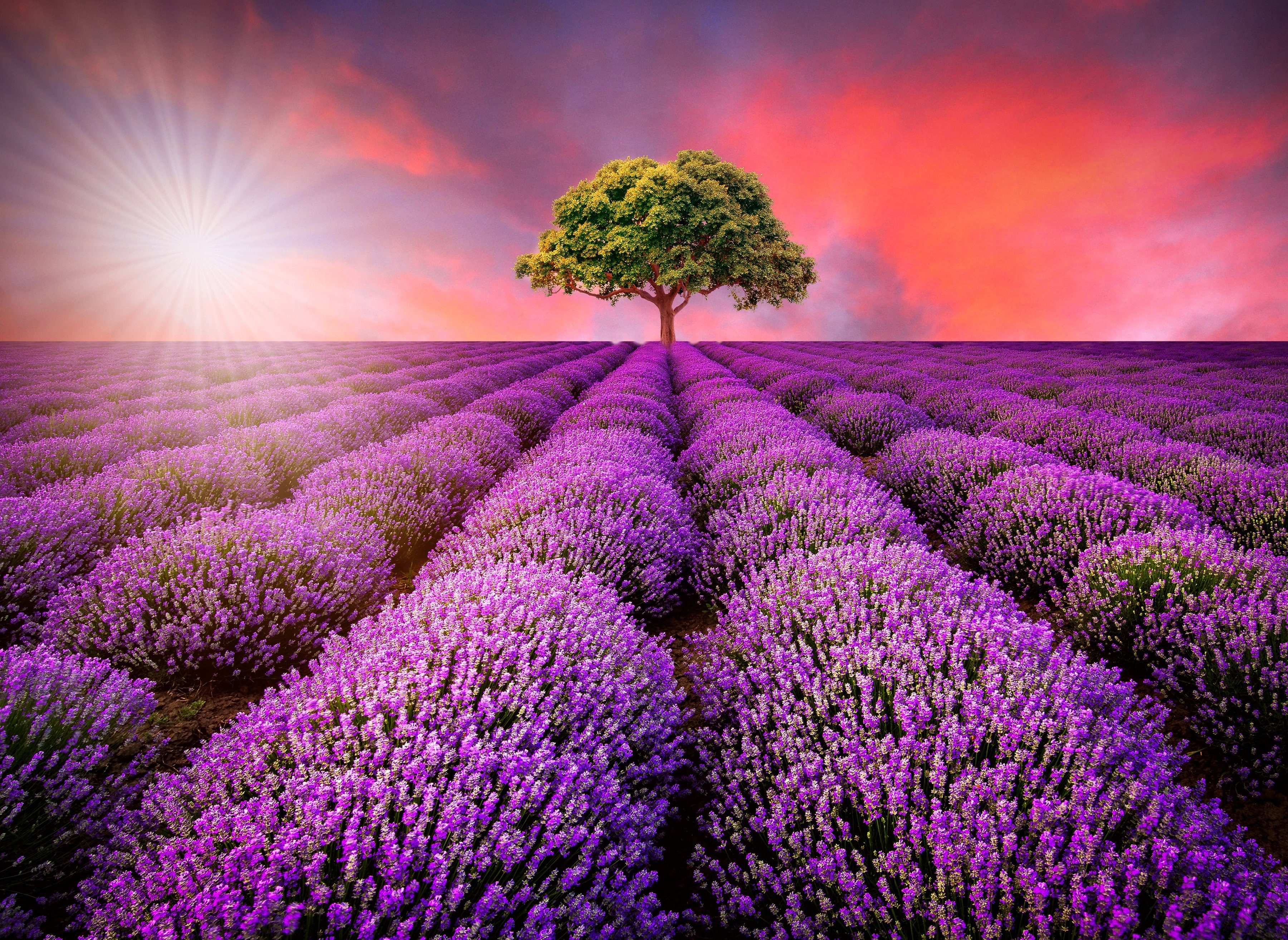 Papermoon Fotobehang Lavender Field in Sunburst