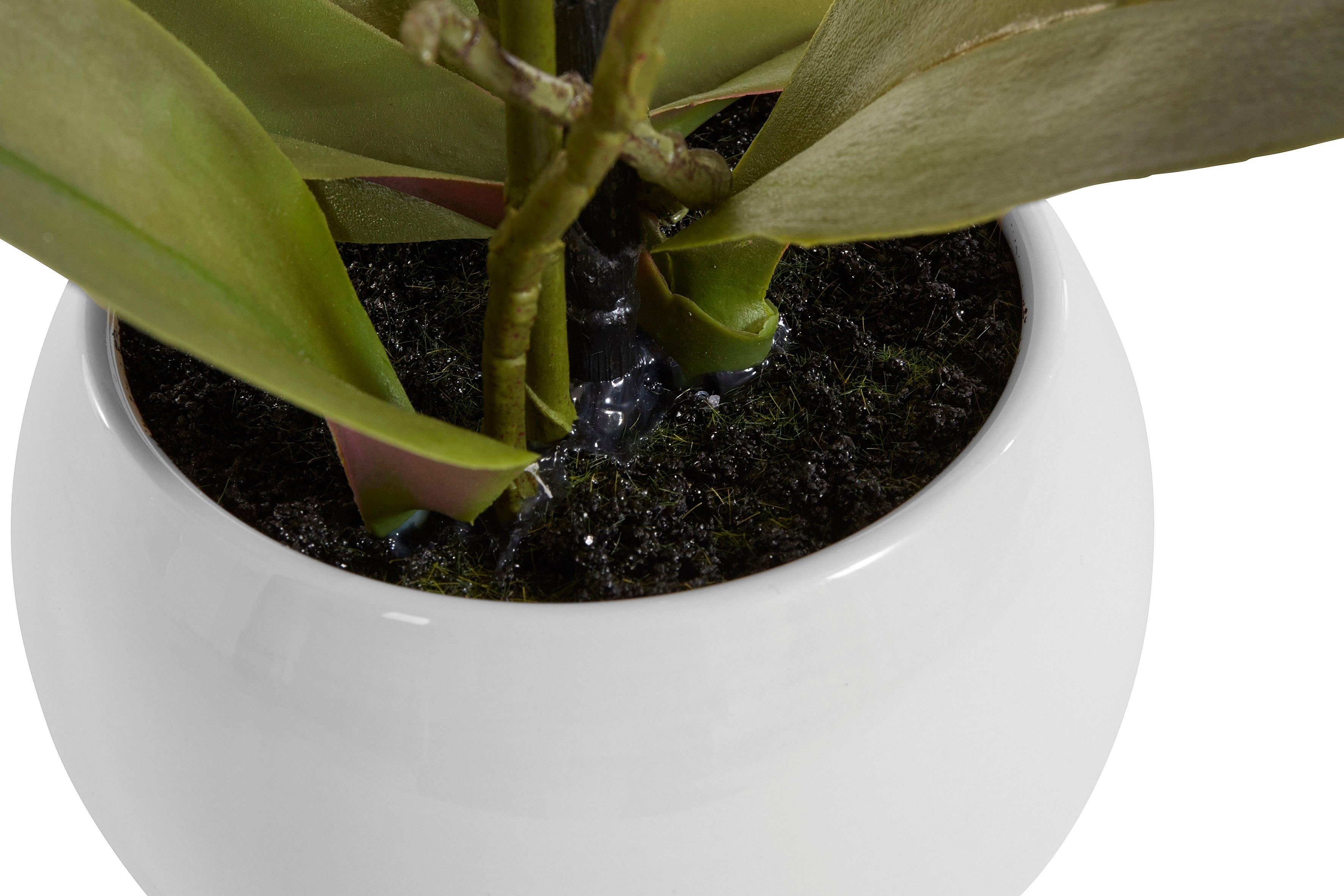 Home affaire Kunstorchidee Ernestine Kunstplant, in een pot (1 stuk)
