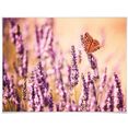 wall-art poster vlinder lavendel poster, artprint, wandposter (1 stuk) multicolor