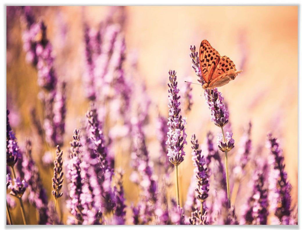 wall-art poster vlinder lavendel poster zonder lijst (1 stuk) multicolor