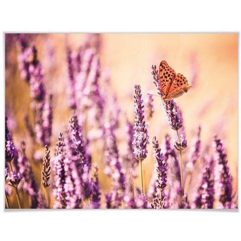 Wall-Art poster Schmetterling Lavendel