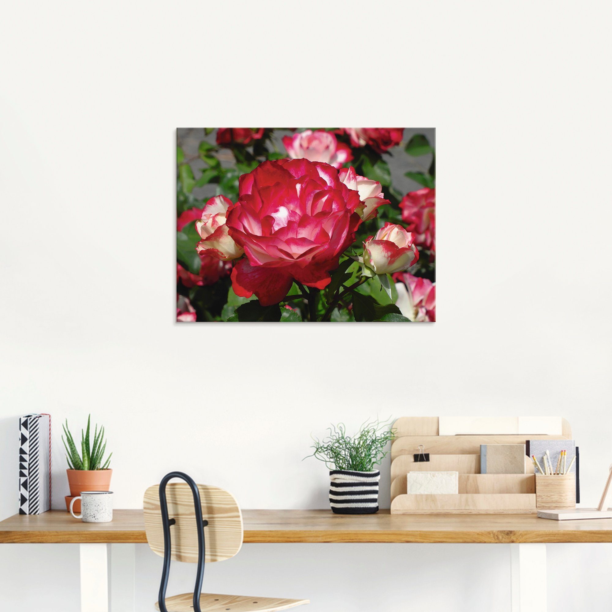 Artland Print op glas Rood witte roos in verschillende maten