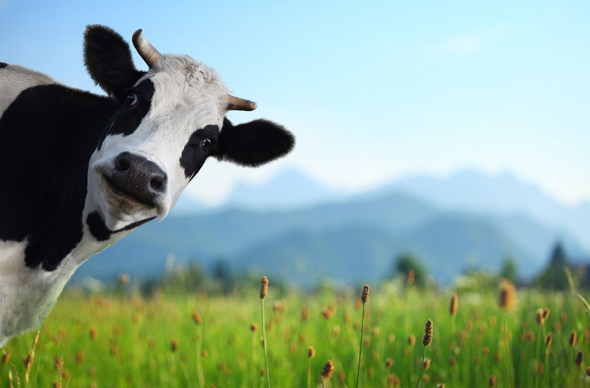 Papermoon Fotobehang Vrolijke koe