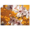artland artprint fotocollage magnolia in vele afmetingen  productsoorten - artprint van aluminium - artprint voor buiten, artprint op linnen, poster, muursticker - wandfolie ook geschikt voor de badkamer (1 stuk) oranje